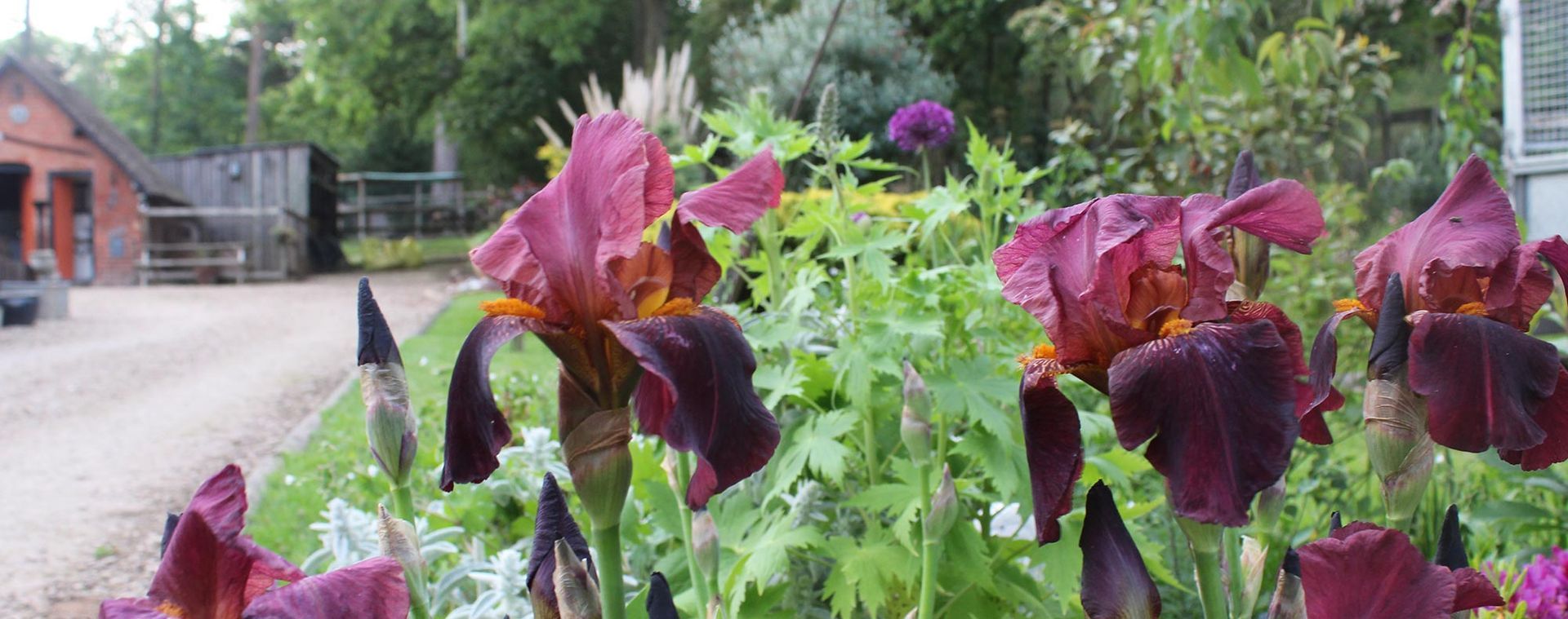 A bunch of purple flowers are growing in a garden.