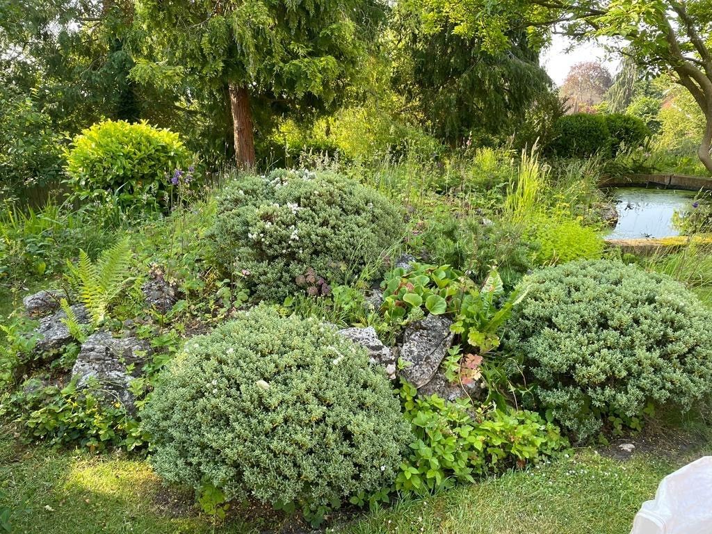 A lush green garden with trees and bushes and a pond in the background.