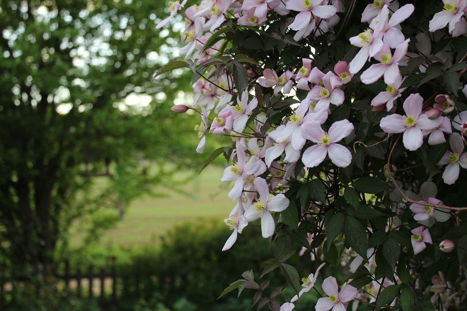 A bush with pink flowers and a fence in the background.