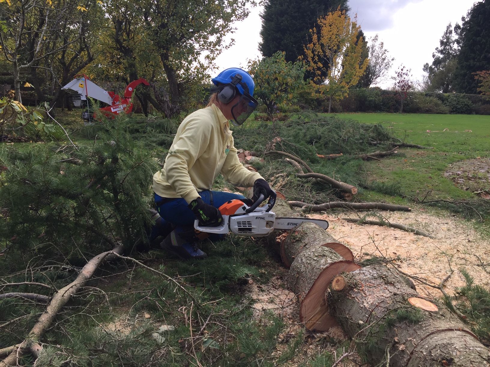 A man is cutting a tree with a chainsaw.
