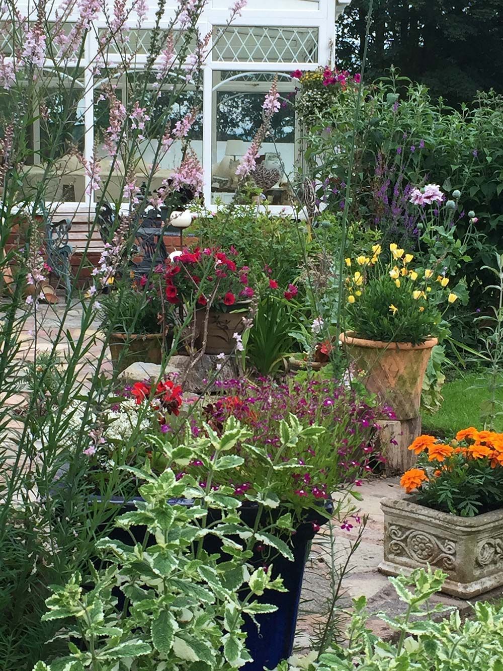 Special Care for Ornamental Plants