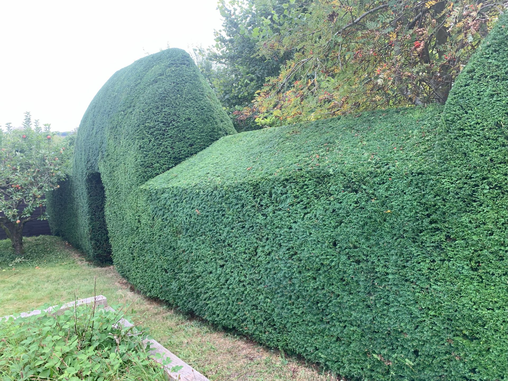 Hedge & Shrub Maintenance