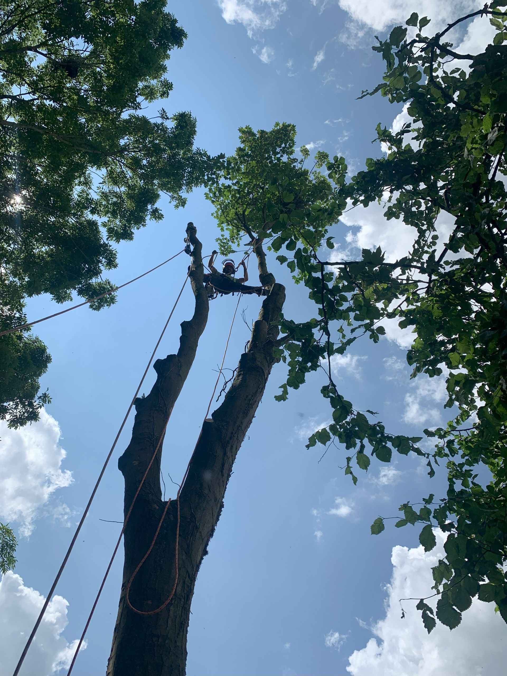 Tree Removal