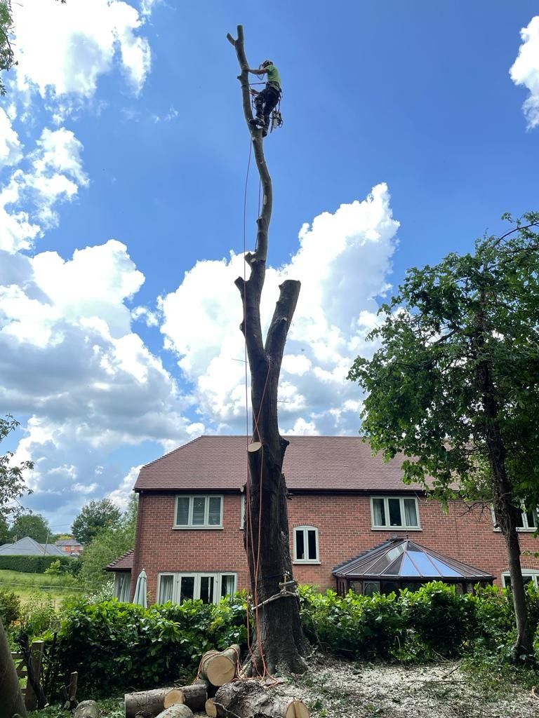 A man is climbing a tree in front of a house.