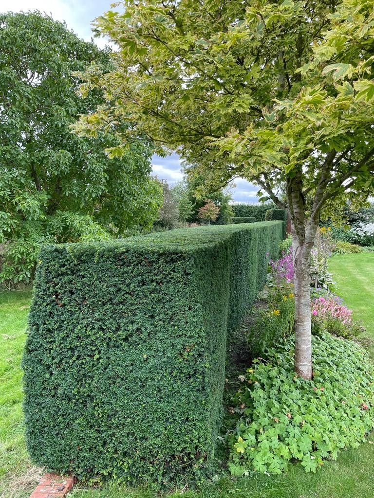 A hedge surrounds a tree in a garden.
