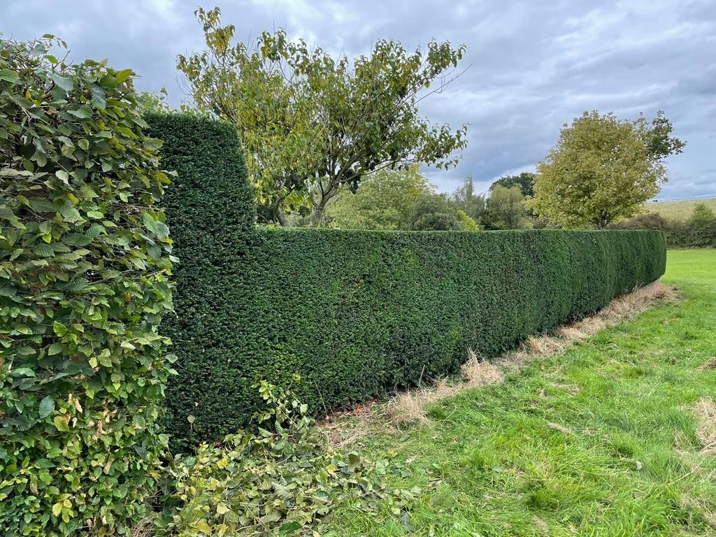 A long hedge surrounds a grassy field with trees in the background.