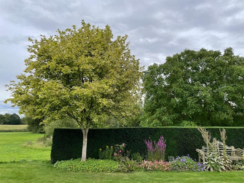 A tree is standing next to a hedge in a garden.