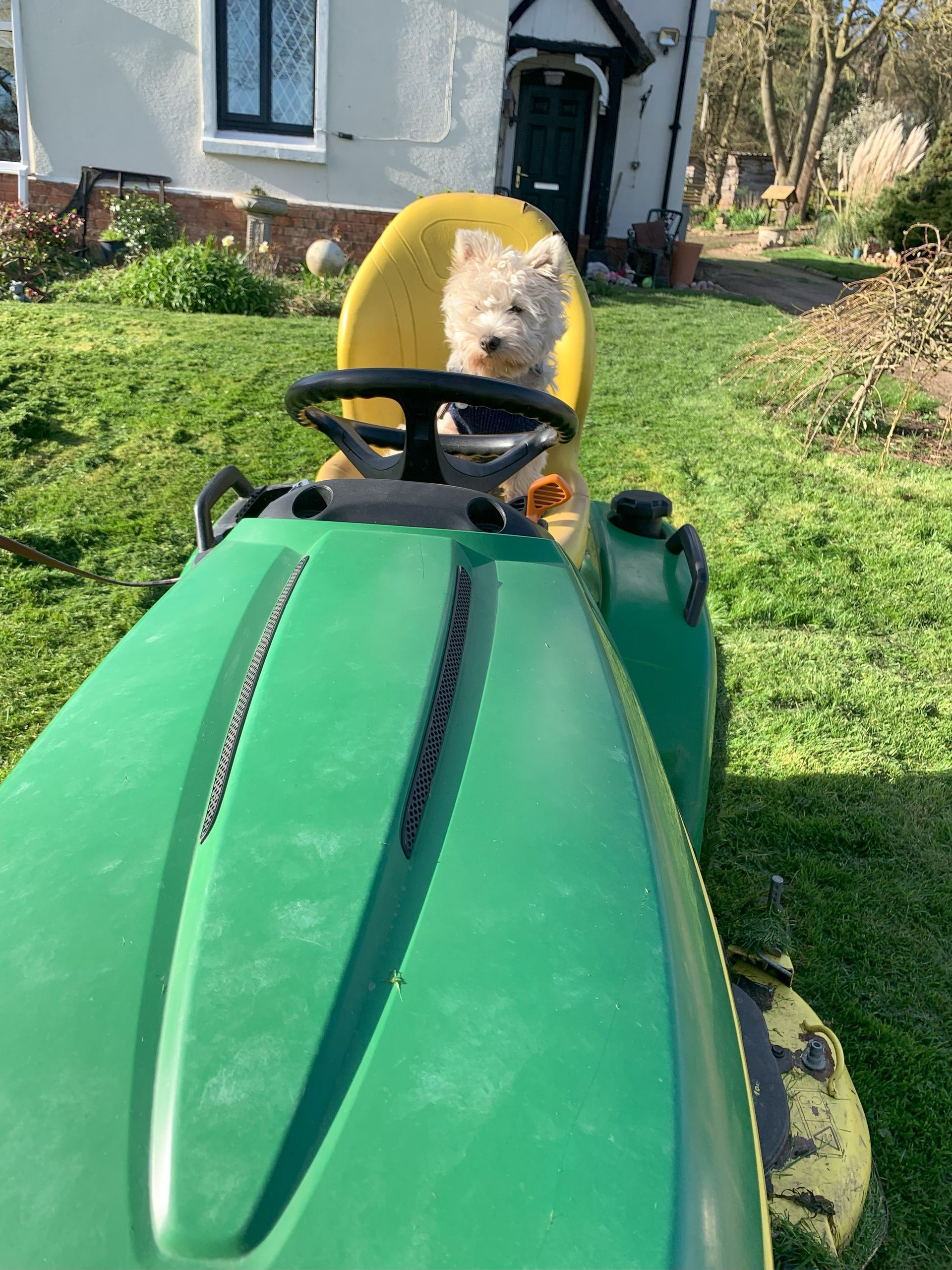 A small white dog is sitting on a green lawn mower.
