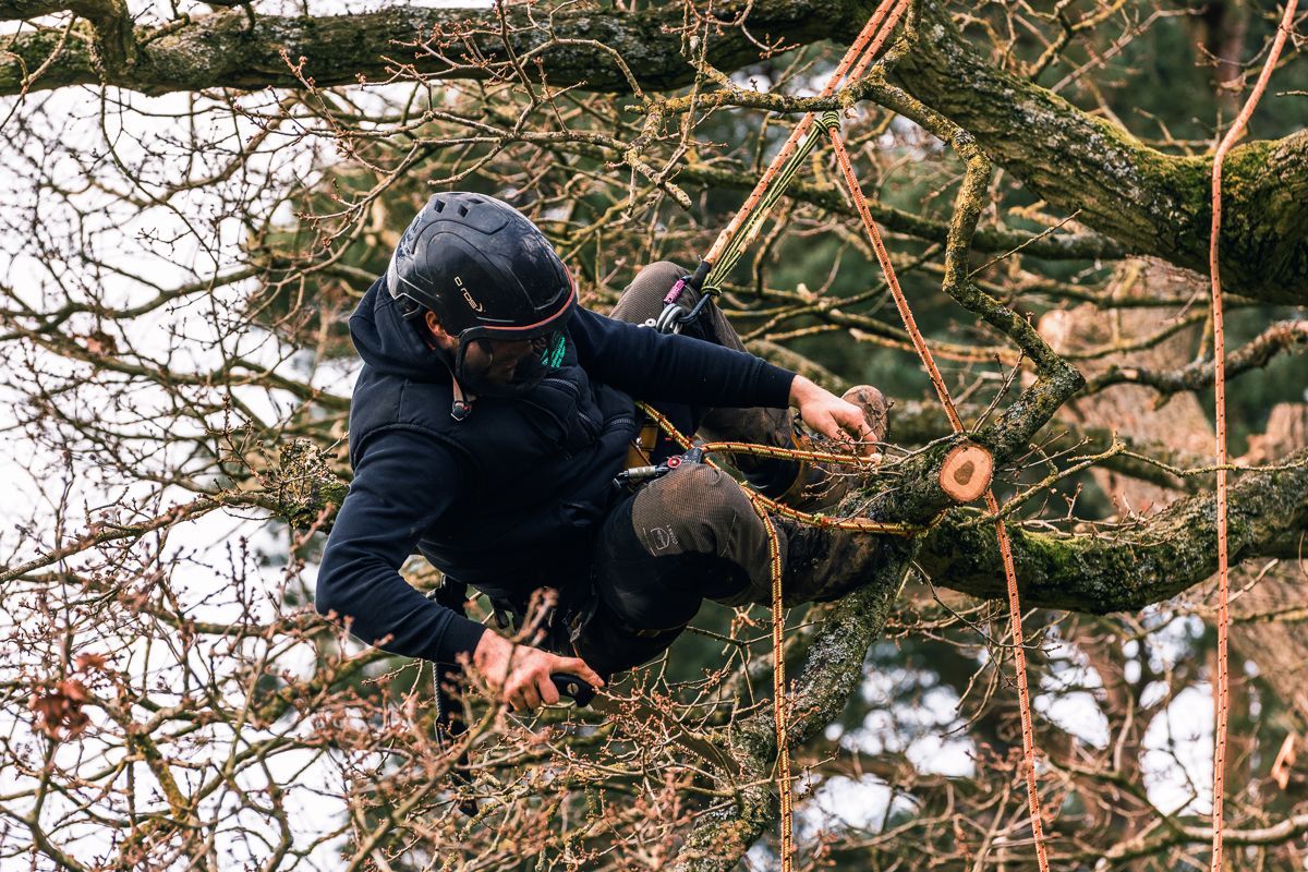 Tree Surgeon near me