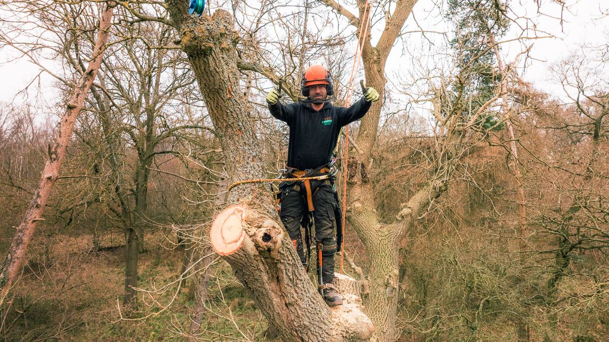 Tree Removal