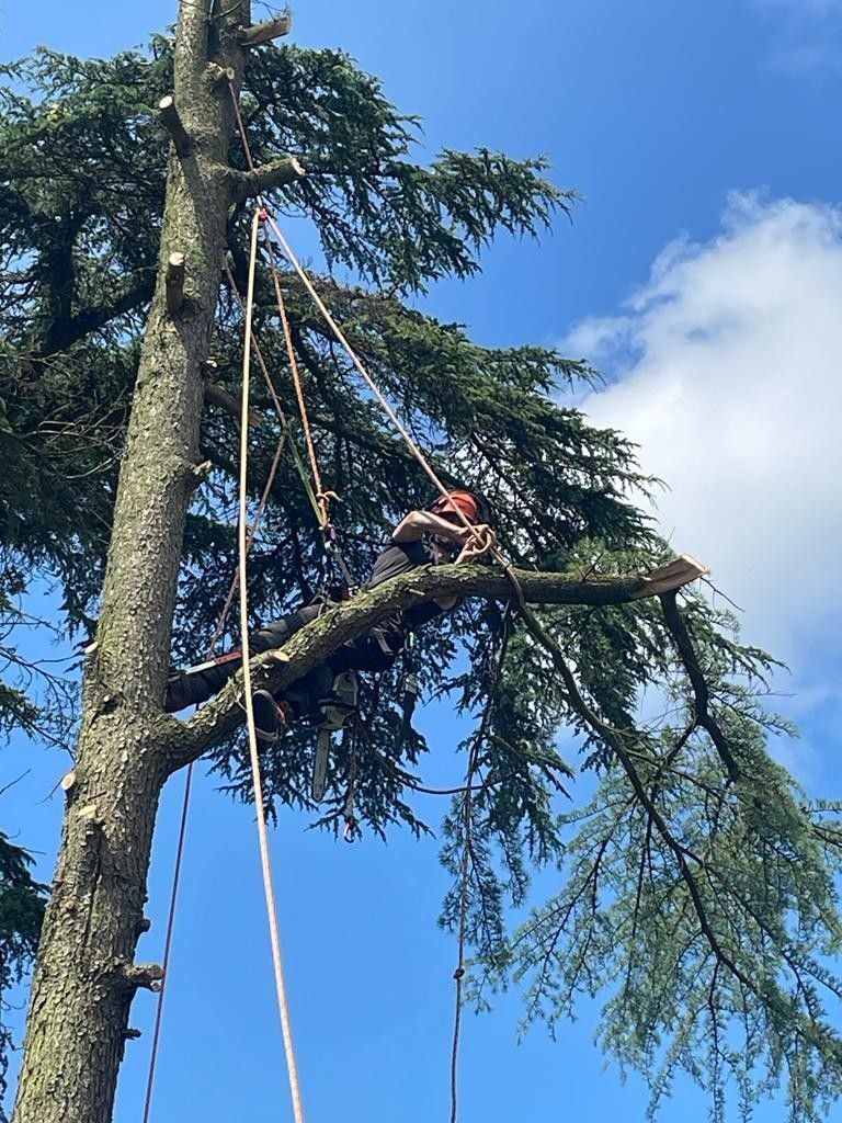 A man is climbing a tree with a rope attached to it.