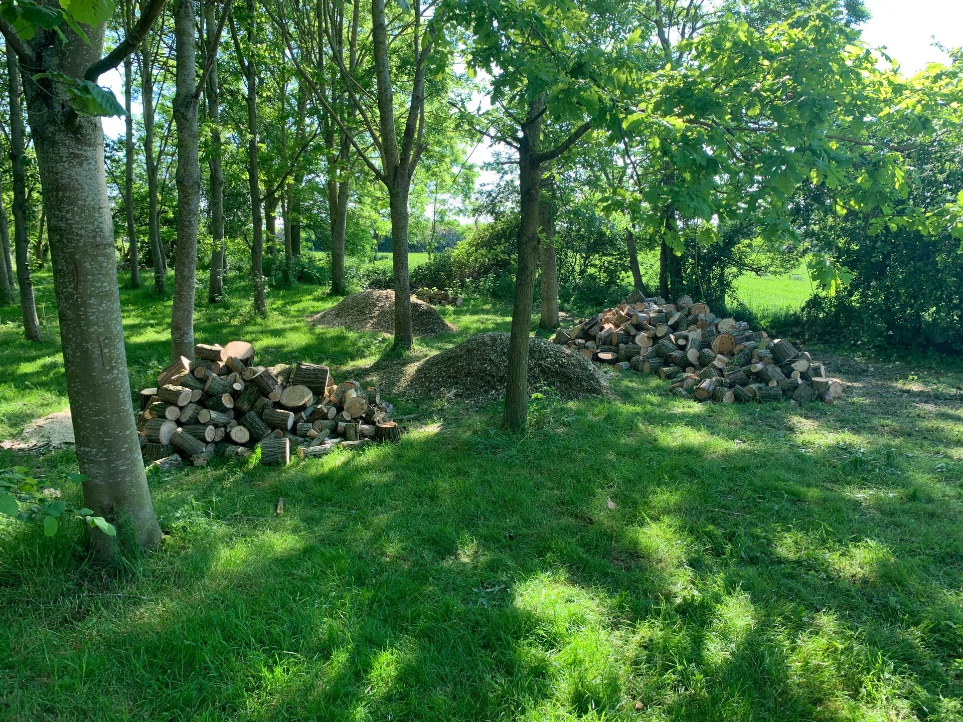 A pile of logs in the middle of a forest