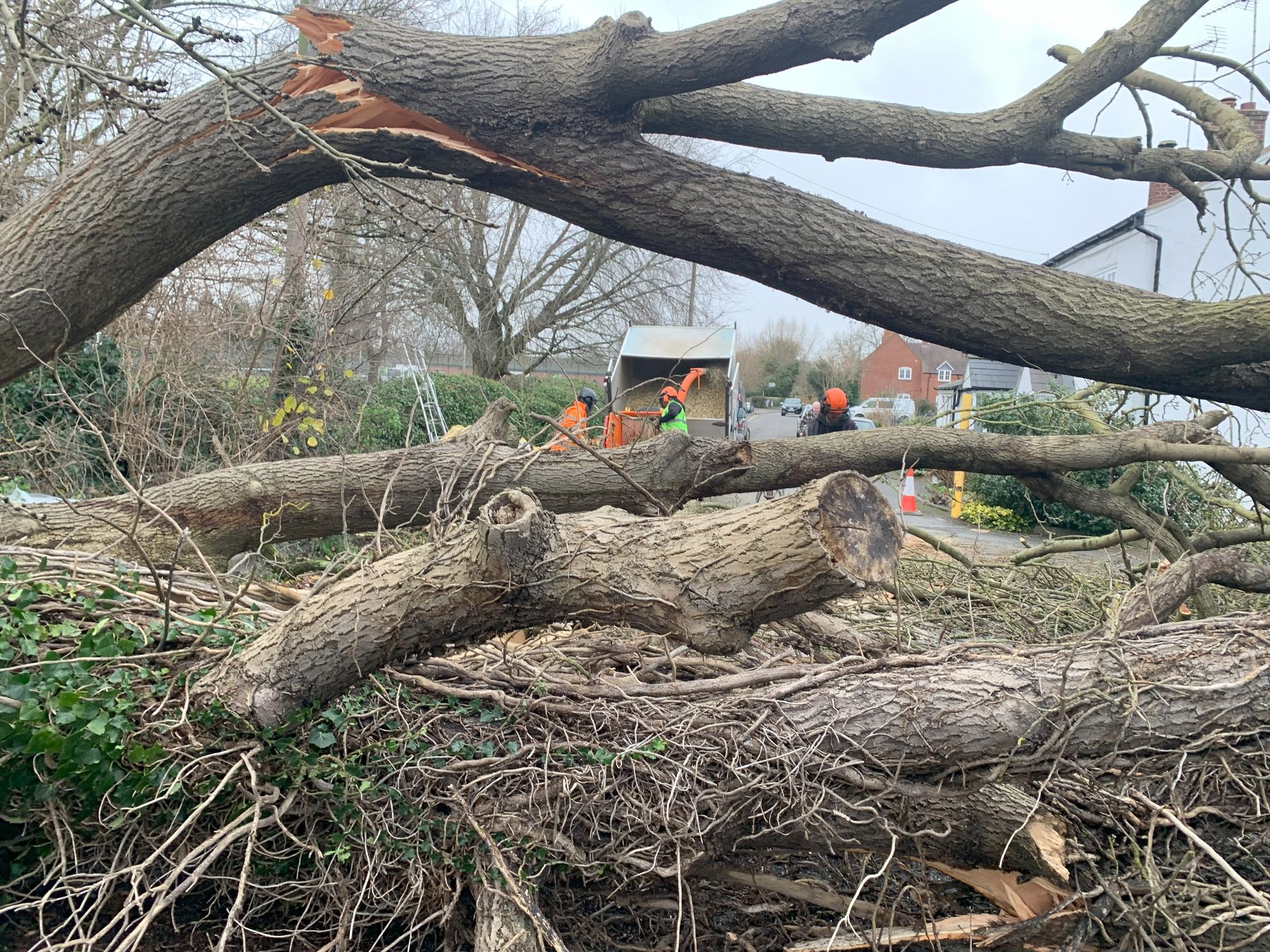 A pile of logs laying on the ground next to a fallen tree.