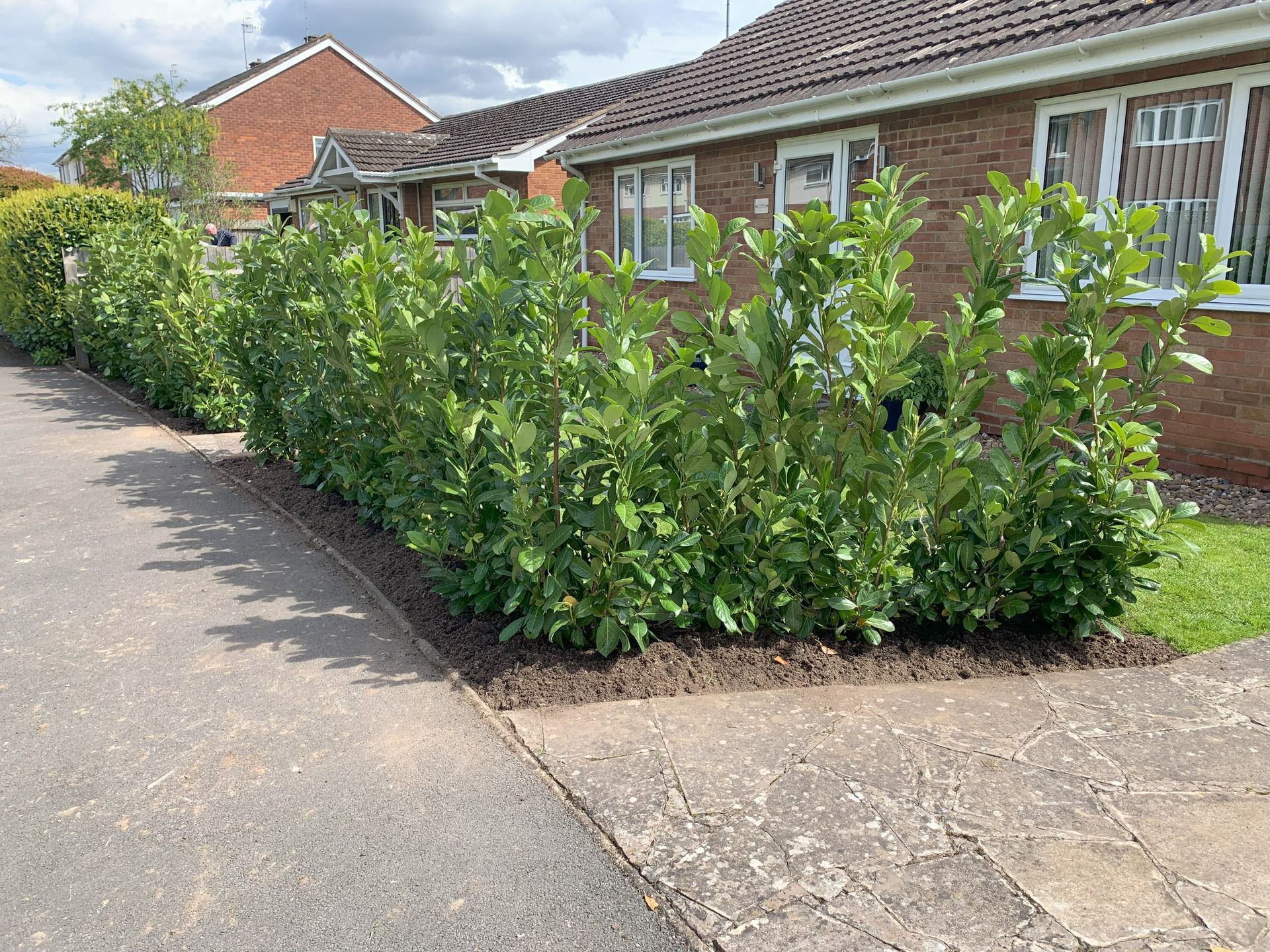 A row of bushes along the side of a road in front of a house.