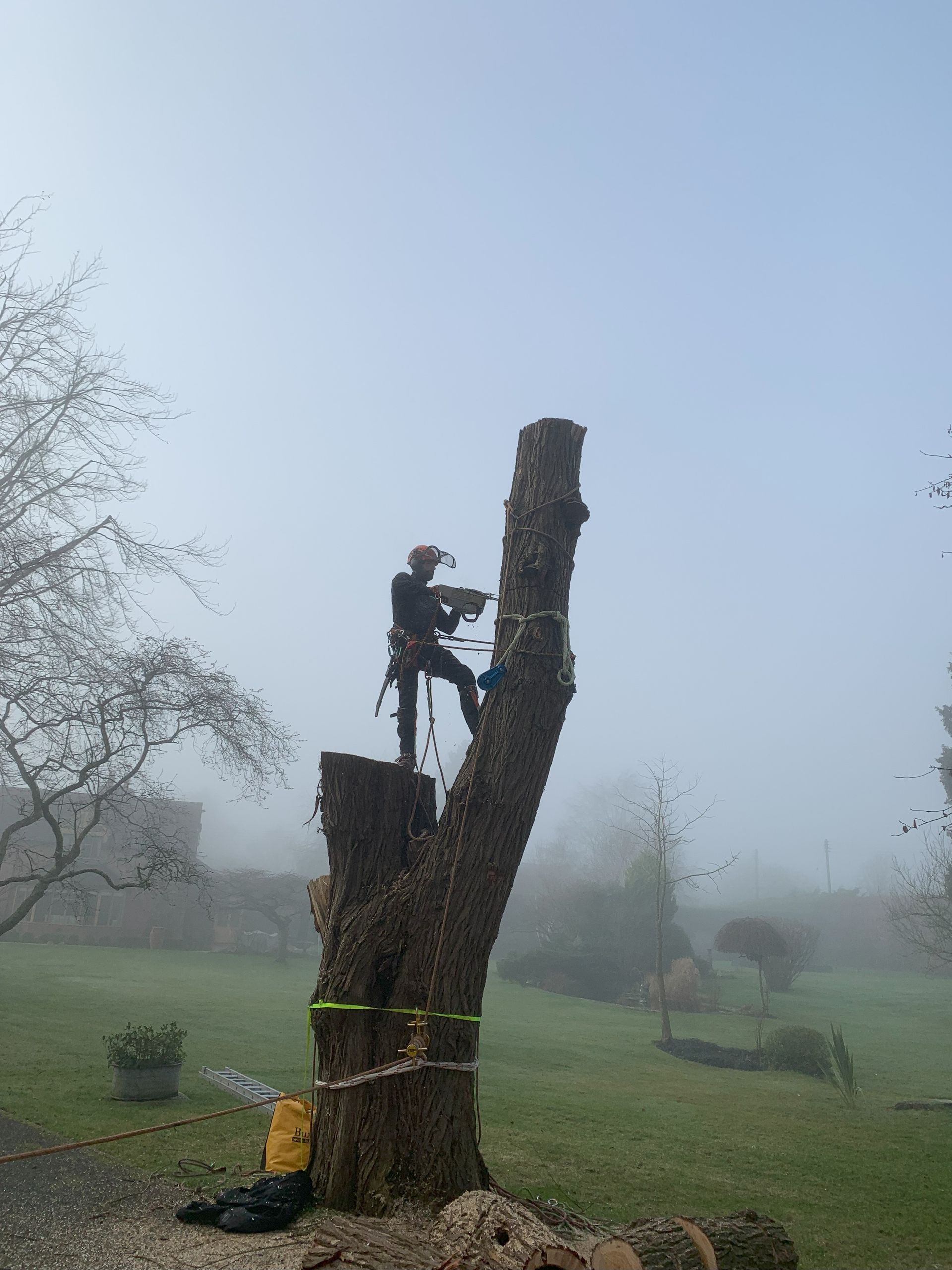 Tree Surgery