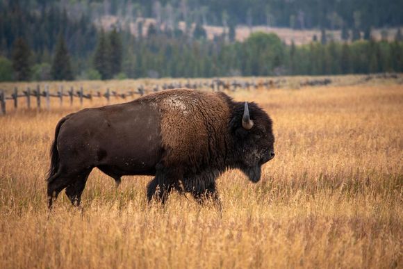 Bison standing in tall golden grass with a forested hillside in the background