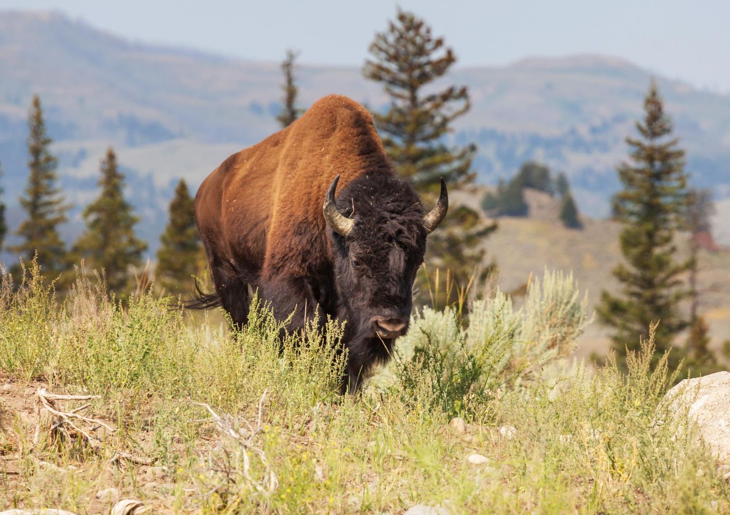 Bison standing in a grassy meadow with mountains and pine trees in the background