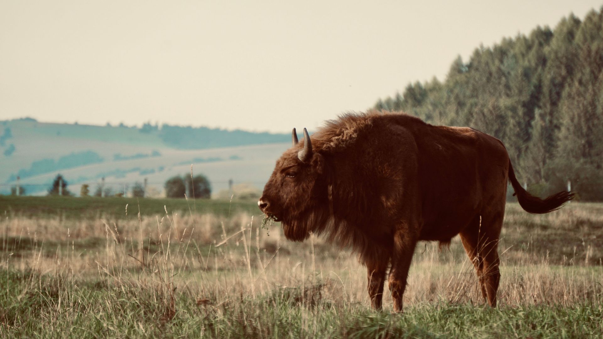 Brown bison standing in a grassy field with forested hills in the background
