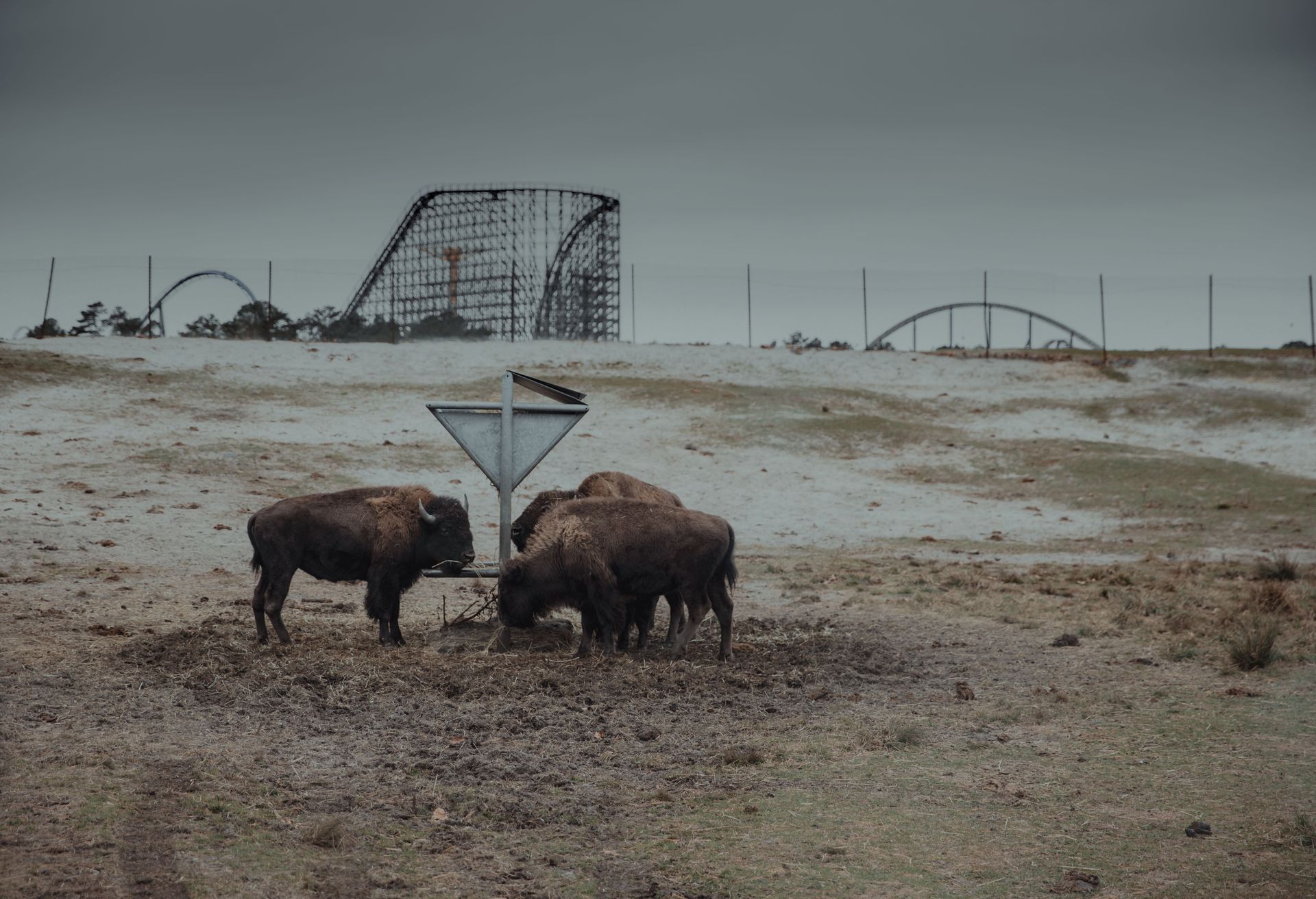 Two bison grazing beside a metal feeder in a snowy field under a gray sky.
