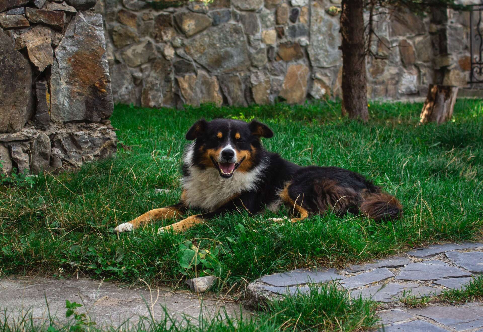 Black and Brown Dog Laying in the Grass