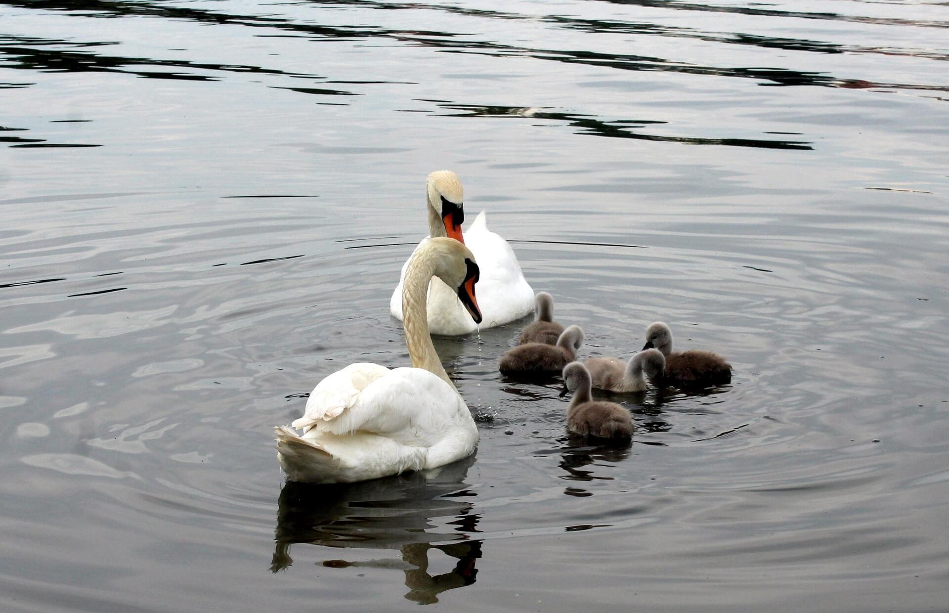 White Swans with their Swanlings in a Pond