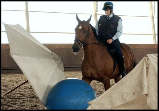 bereden politie