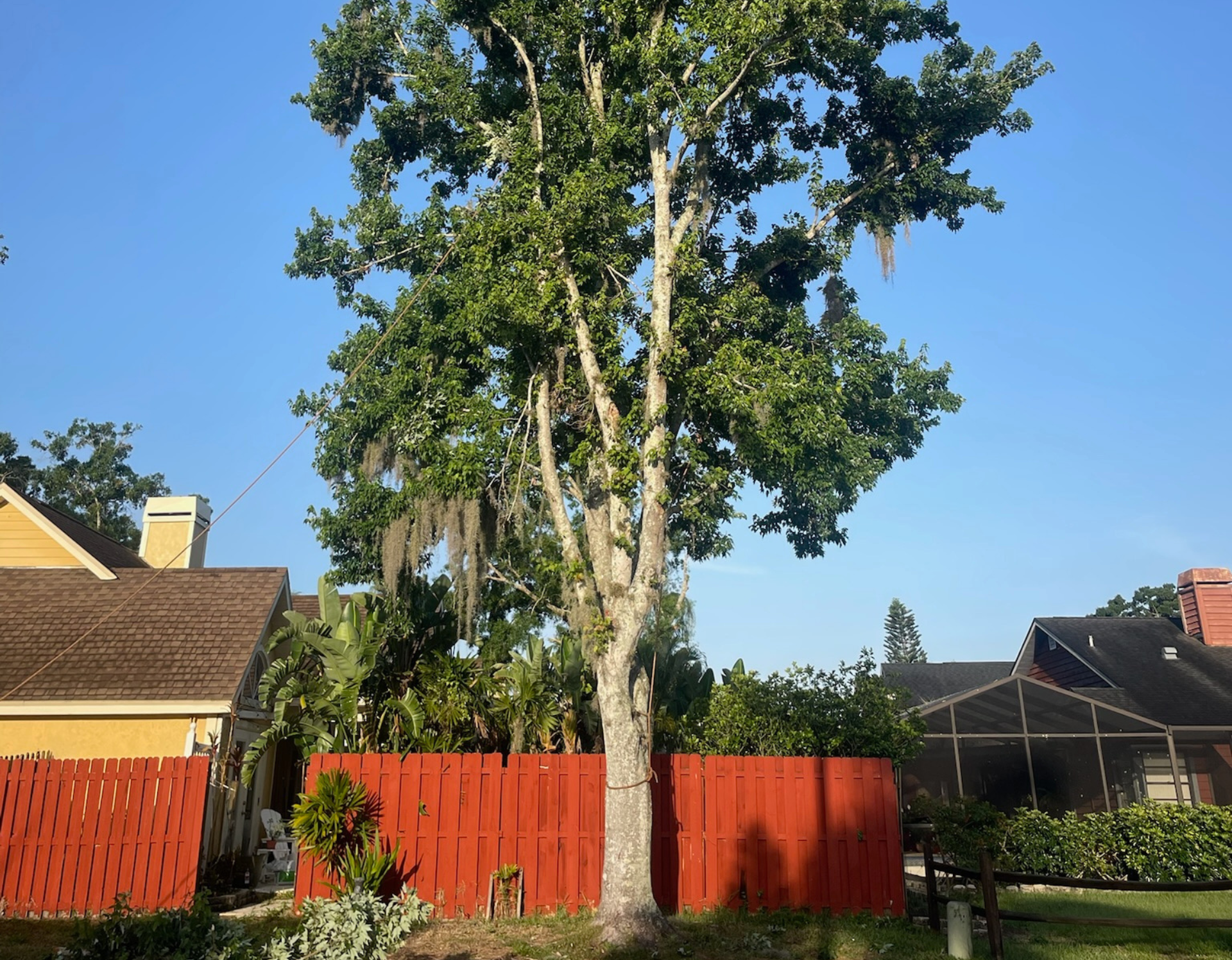 tree removal Clearwater FL