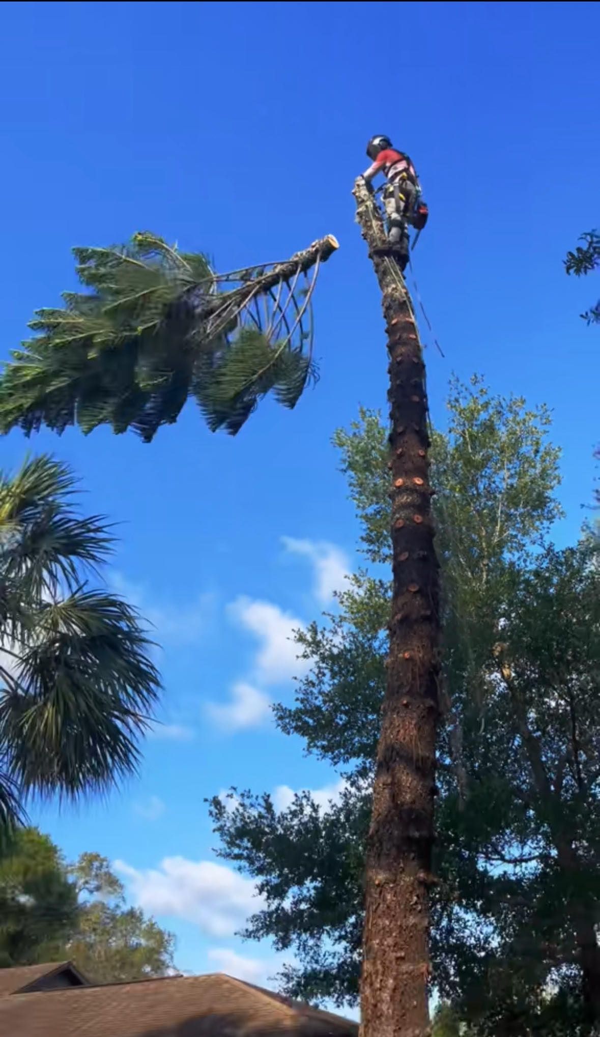 expert arborists