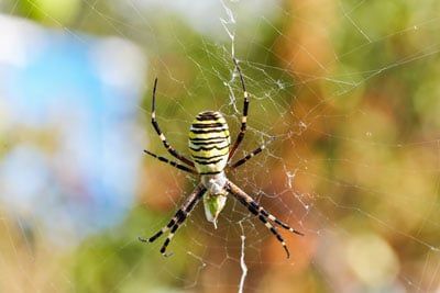 spider