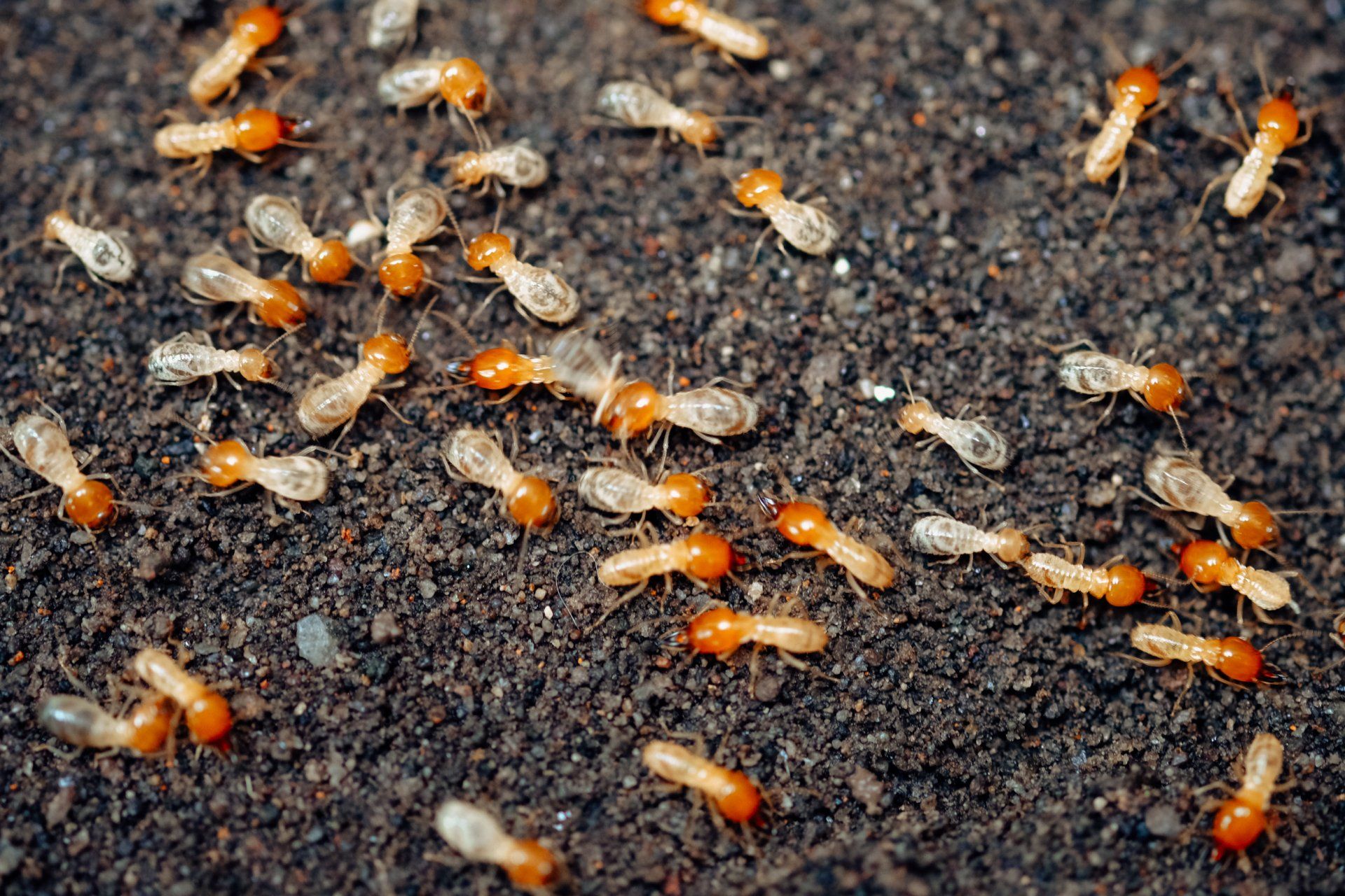 Numerous small, light brown termites with translucent wings scattered across dark soil.
