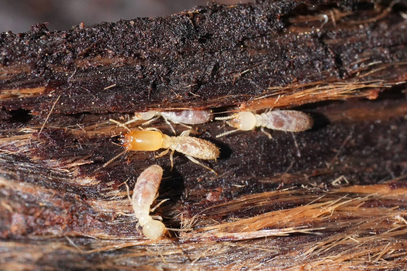  Termites on dark rotting wood, close-up