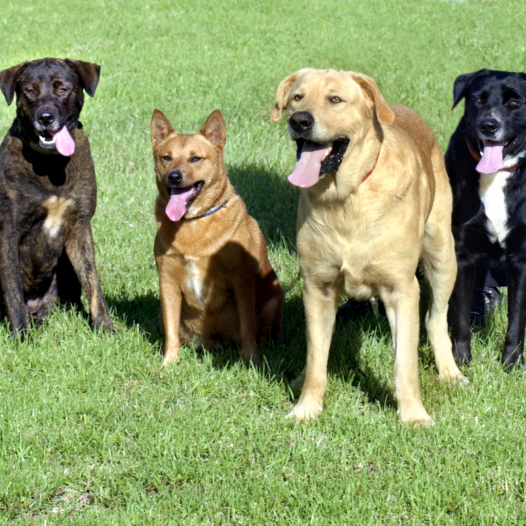 Four dogs sit on a well manicured lawn.