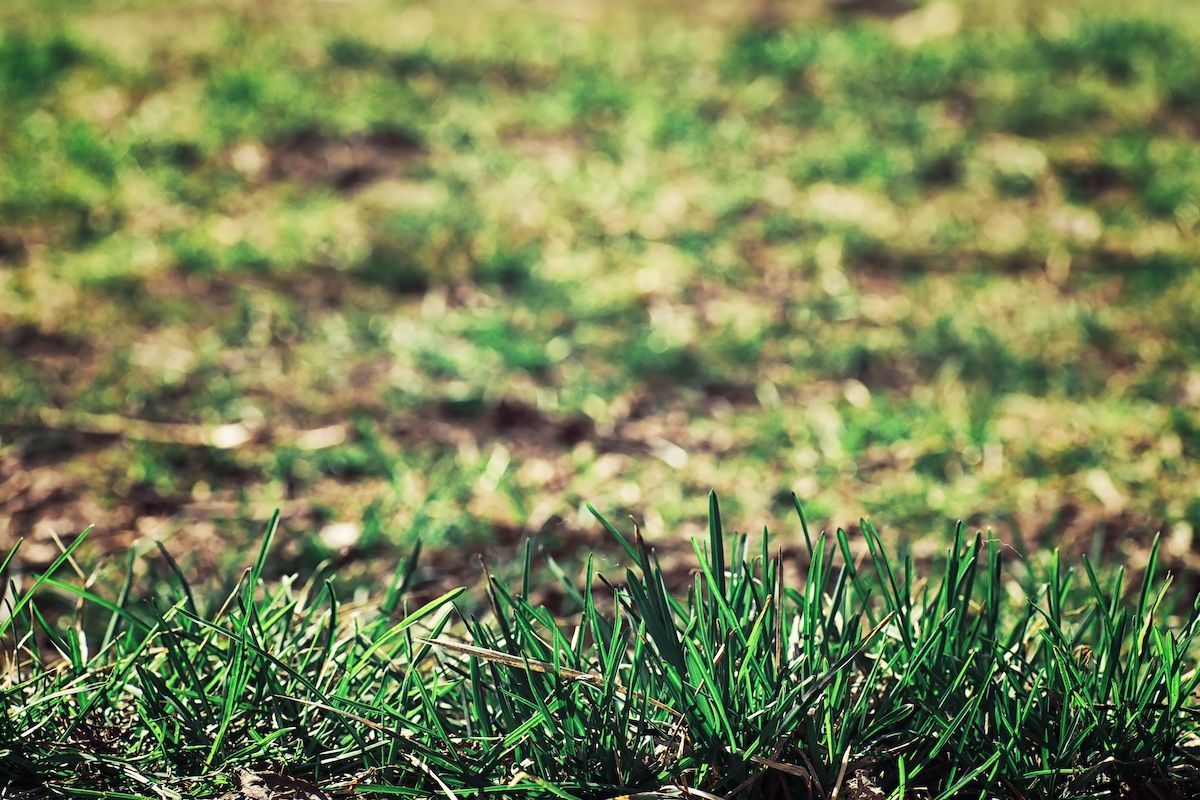 If Your Jefferson City Lawn Is Still Brown After Winter, Atkins Has the Solution.