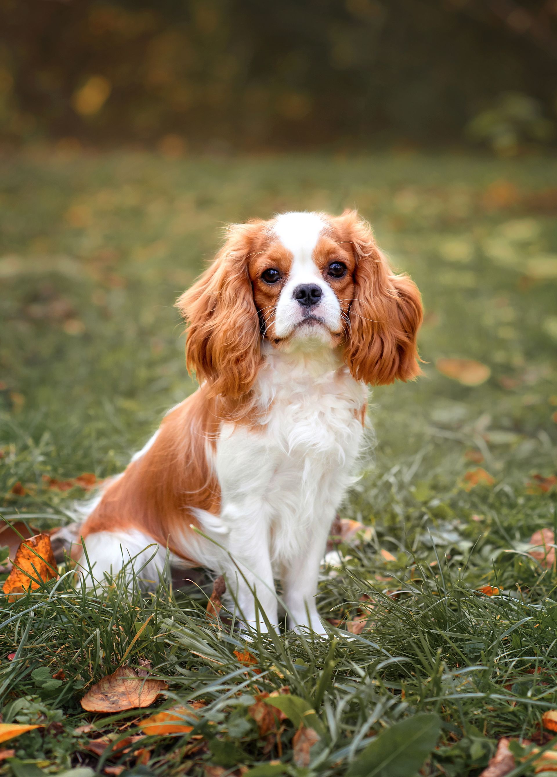 Take Care of Man’s Best Friend With Hidden Dog Fences from Atkins in Jefferson City, MO!