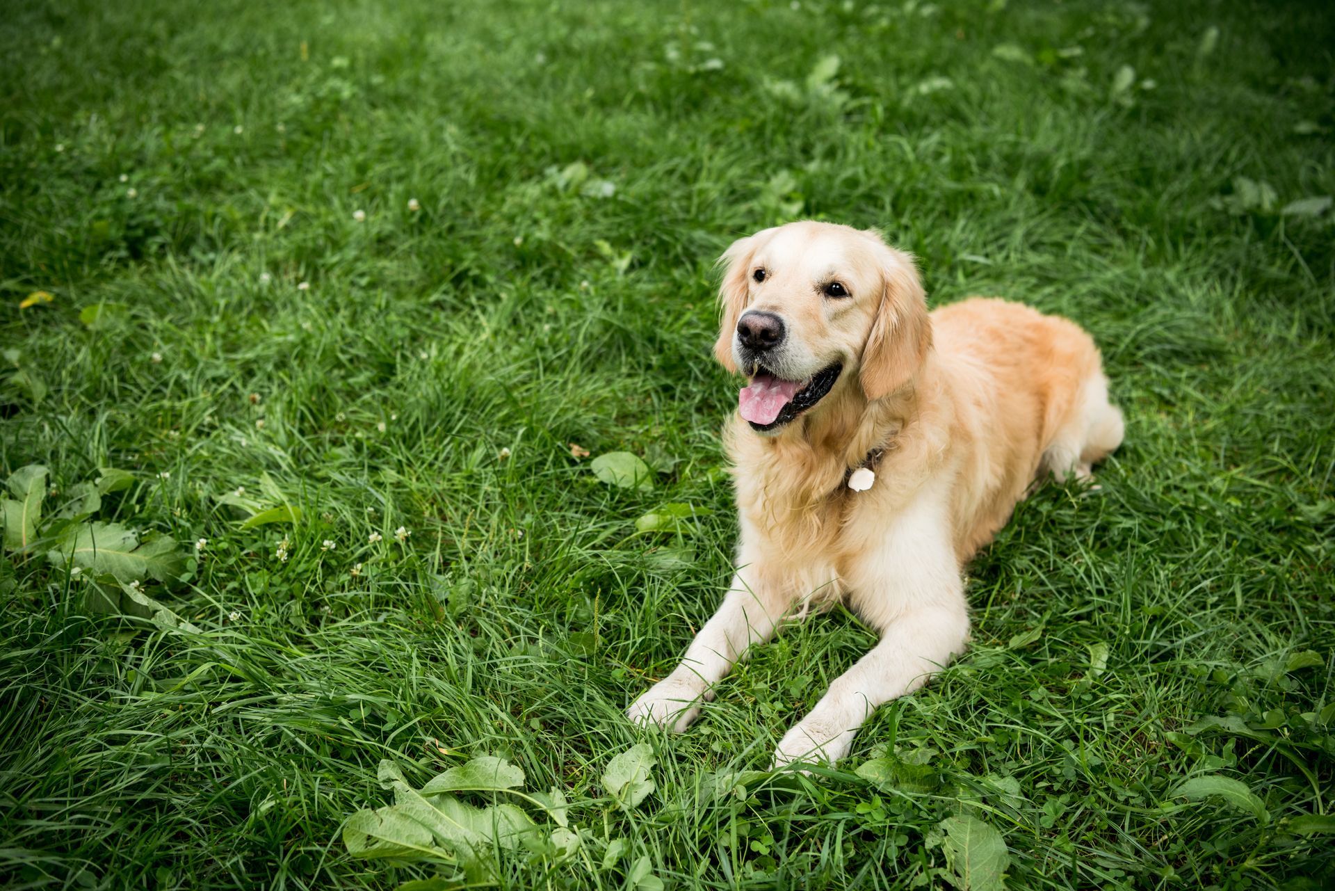 Golden retriever lying in green grass, panting with tongue out in a park.