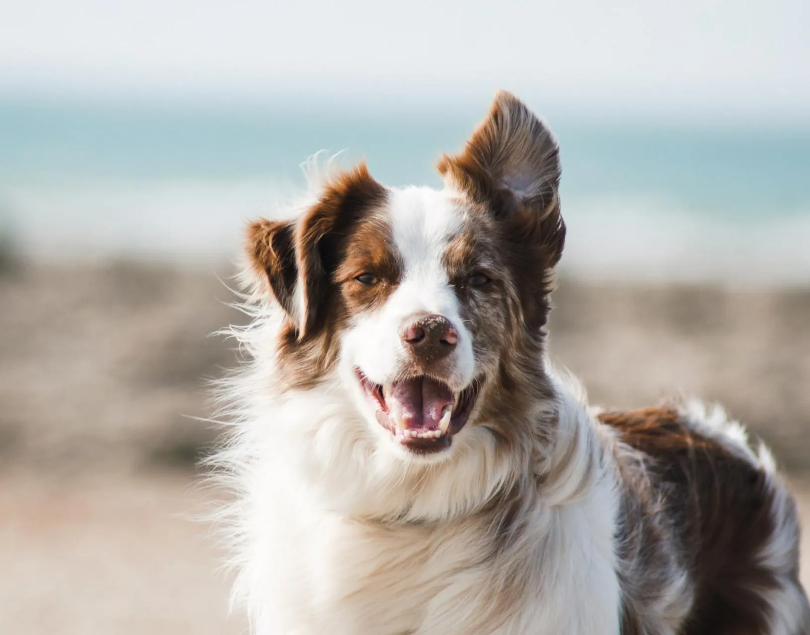 Your Dog Will Be Safe & Happy With Atkins’ Hidden Dog Fence Installation in Mid-Missouri