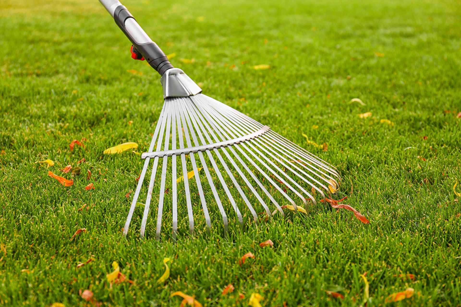 Garden rake on green grass with scattered leaves