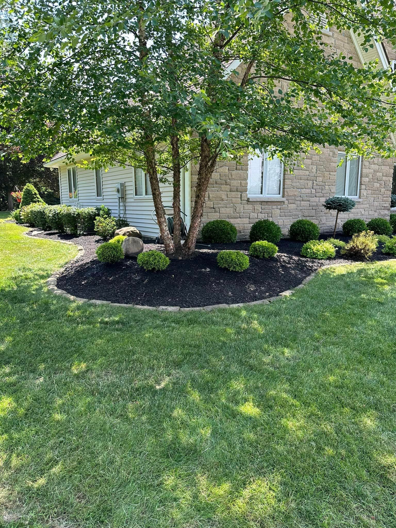 Green lawn with a tree surrounded by a bed of dark mulch and shrubs in front of a brick house.