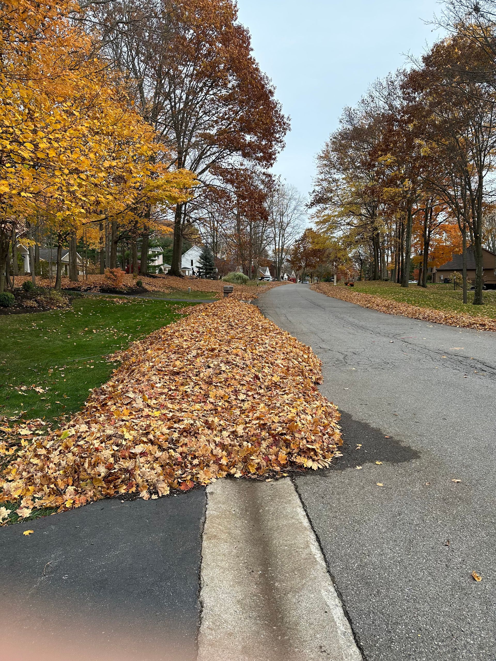 Roadside pile of brown autumn leaves. Yellow and brown trees line a gray asphalt street and green grass.