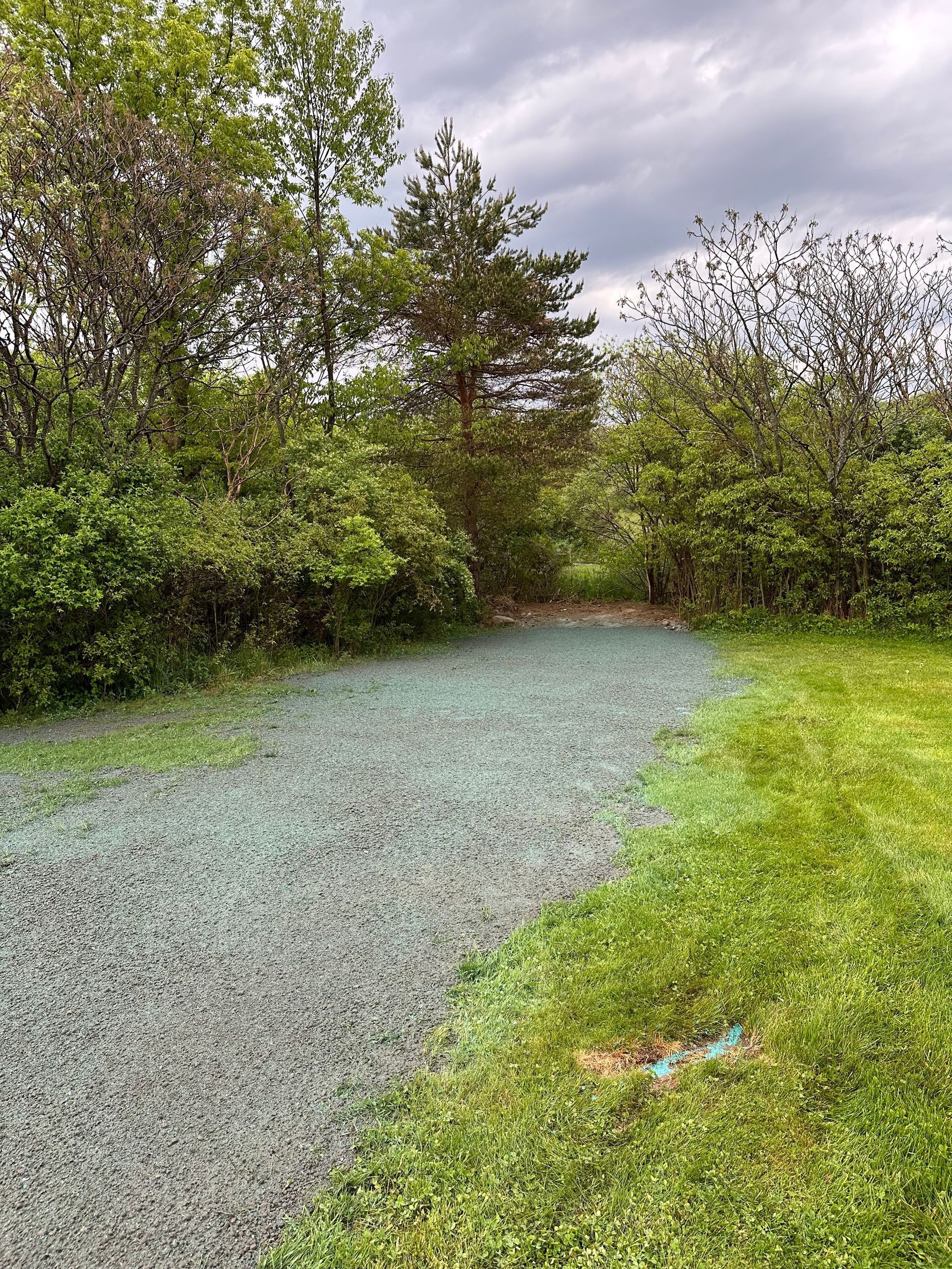 Newly seeded area with green mulch next to a grassy path, leading to trees under a cloudy sky.