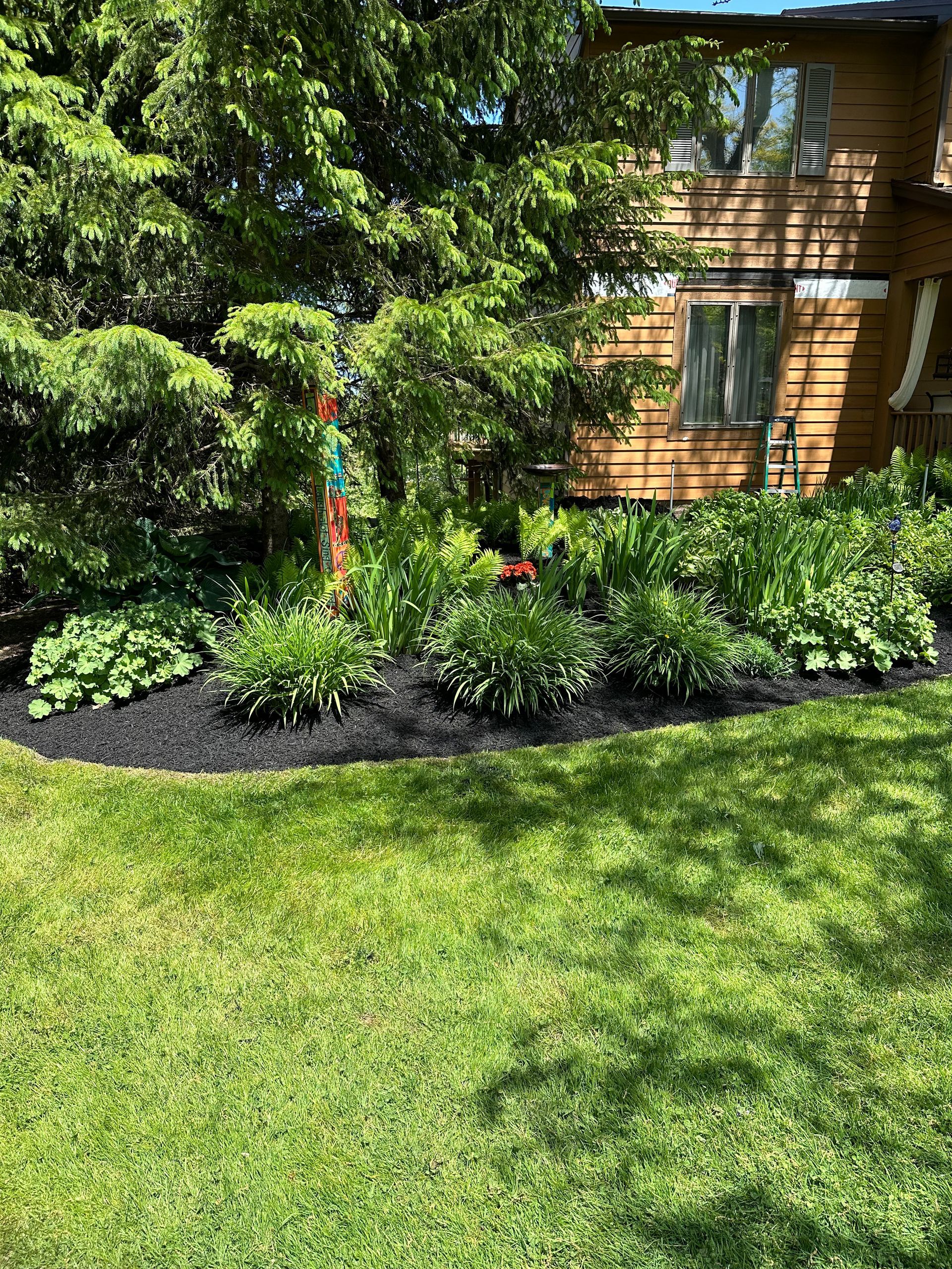 Lush green lawn with a garden bed of plants and black mulch in front of a wood-sided house.