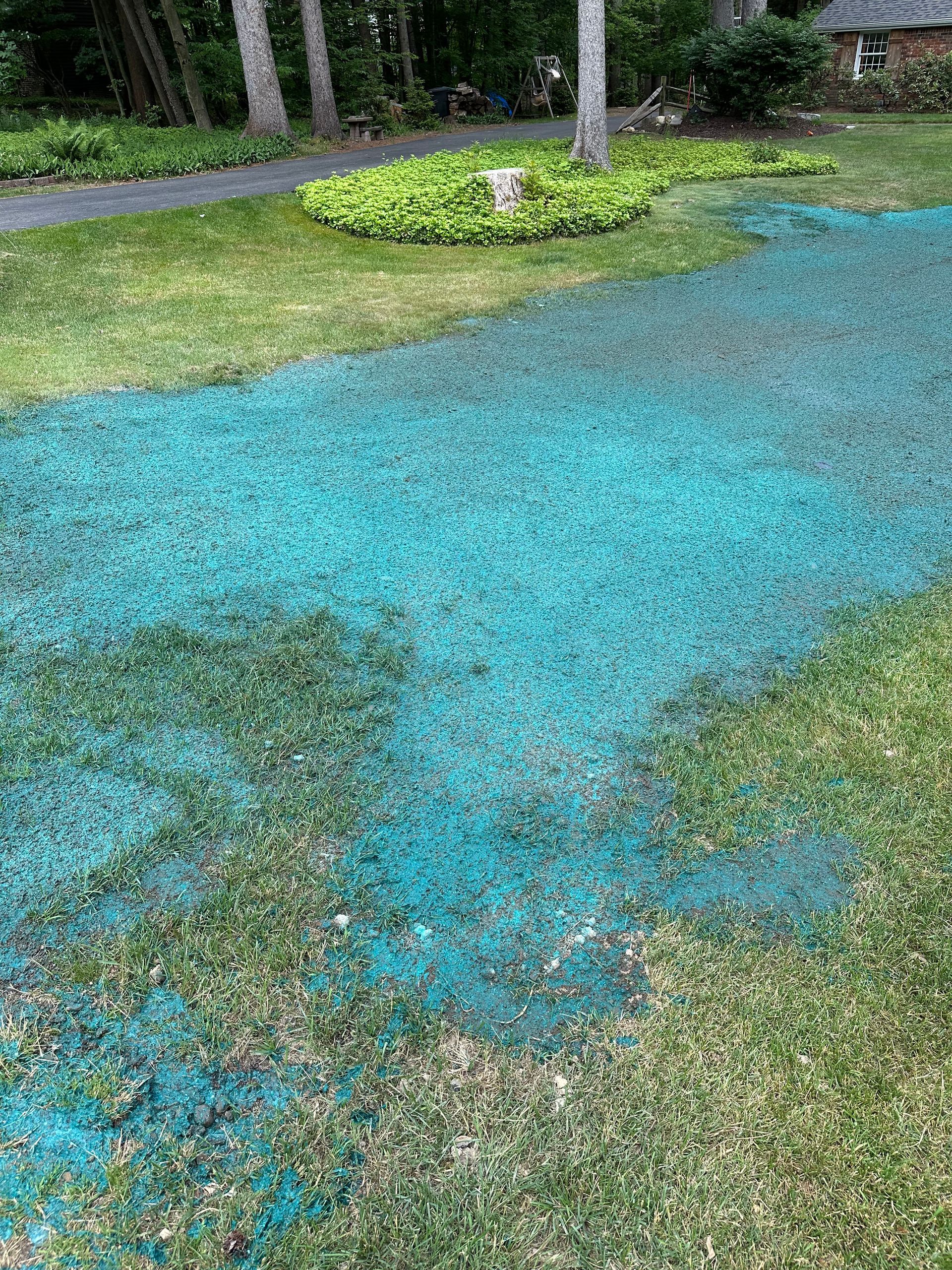 Lawn with a large section covered in bright blue seed or fertilizer. Trees and grass in background.