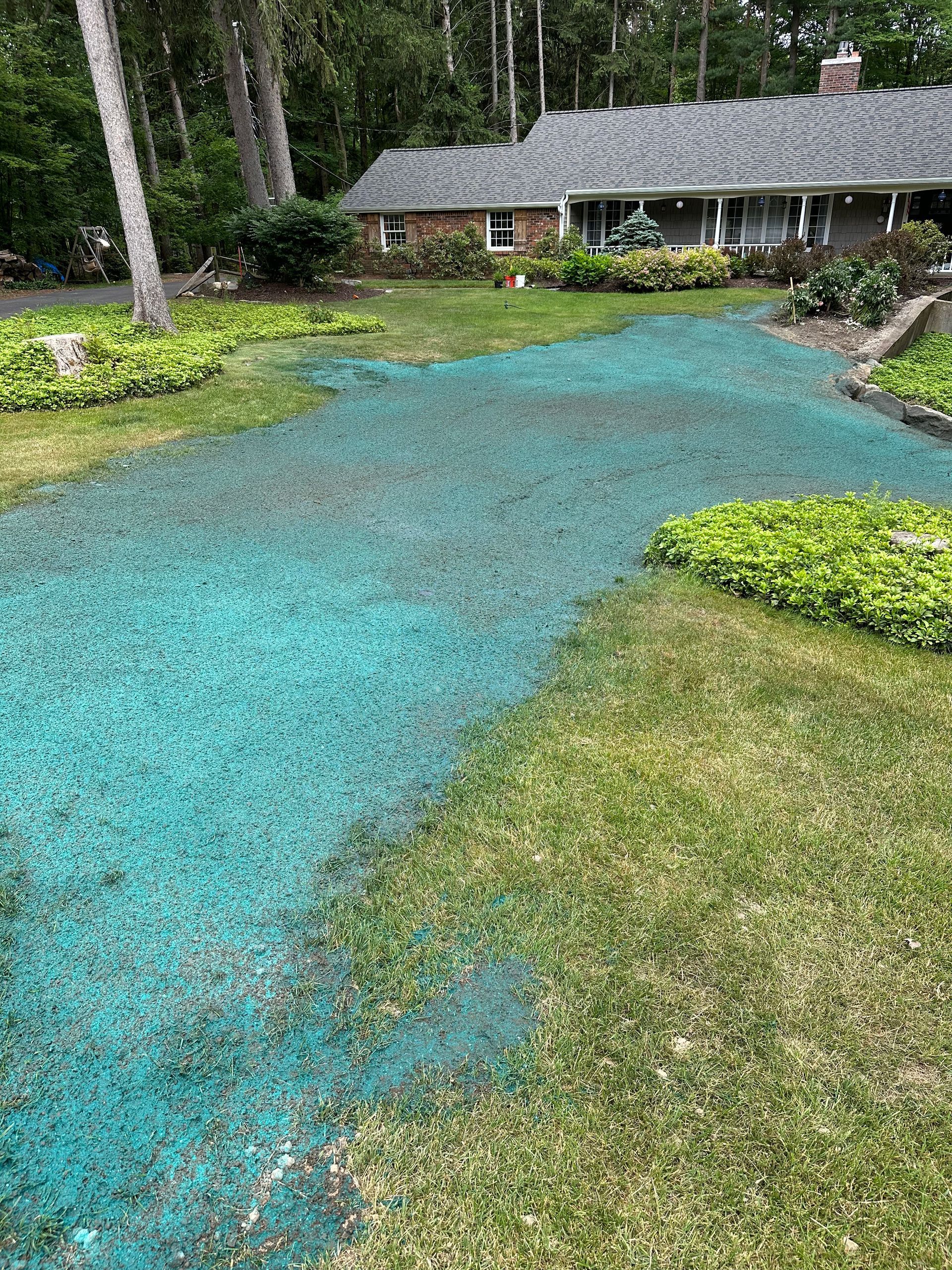Lawn with blue grass seed covering a bare patch, in front of a house with a gray roof and surrounding greenery.