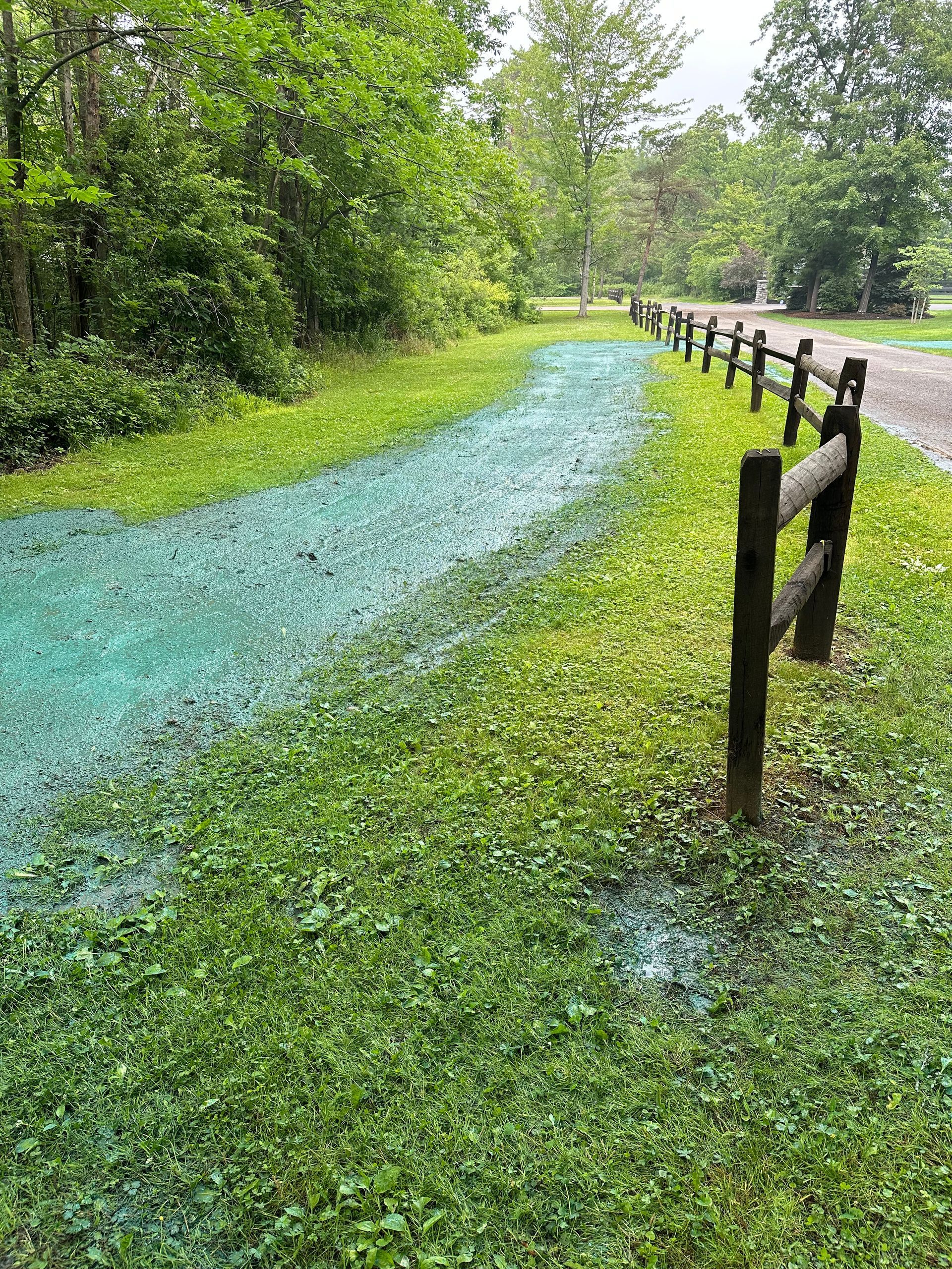 Grassy path with blue substance, next to wooden fence and trees in a park-like setting.