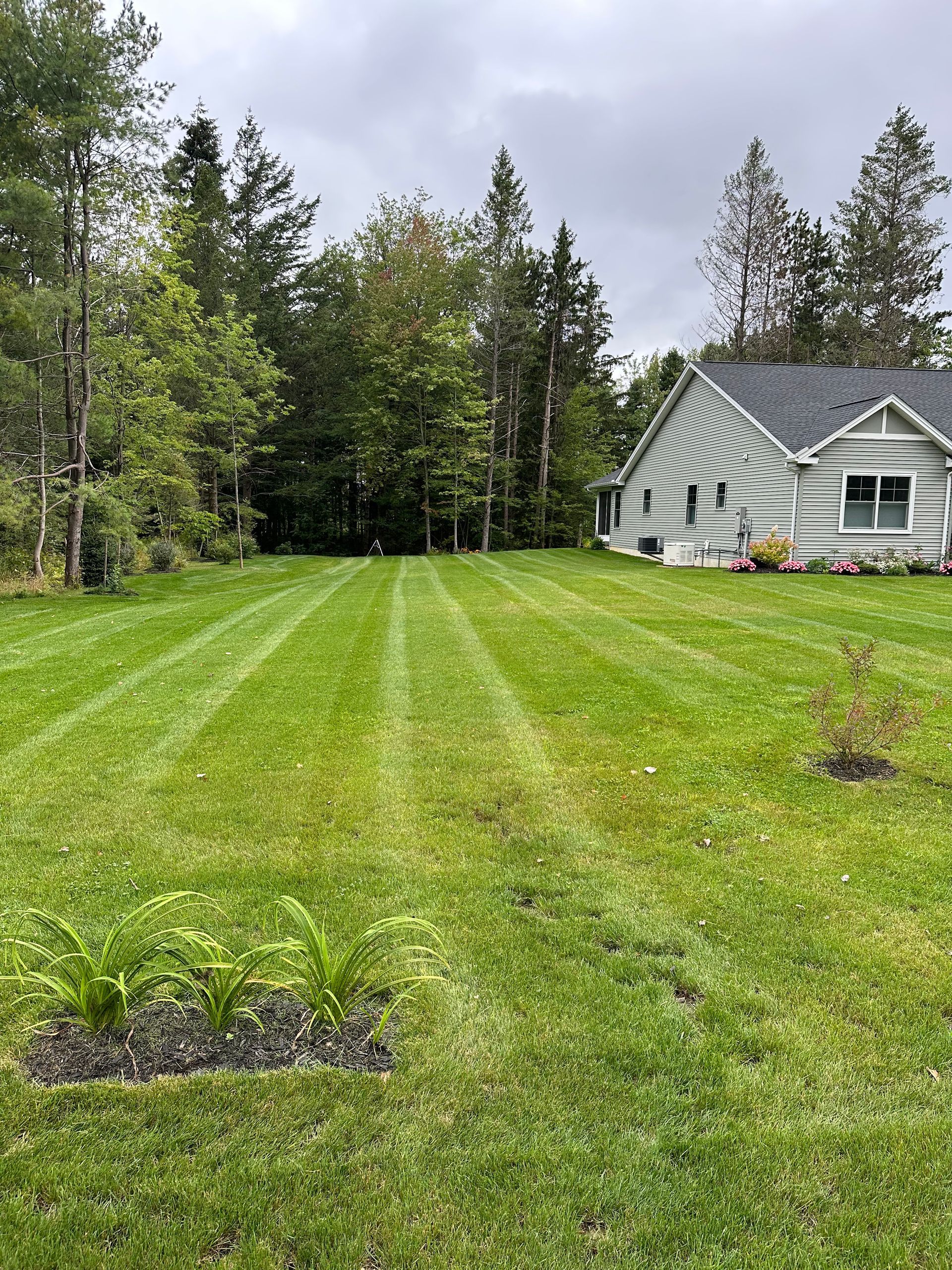 Lawn with freshly cut stripes; small house on right, surrounded by trees. Overcast sky.
