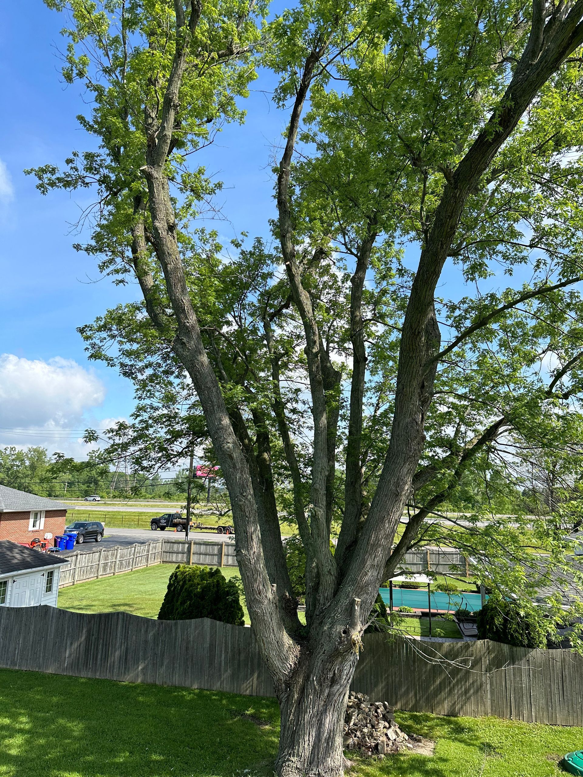 Tree with textured bark and green leaves against a blue sky, overlooking a yard with a fence.