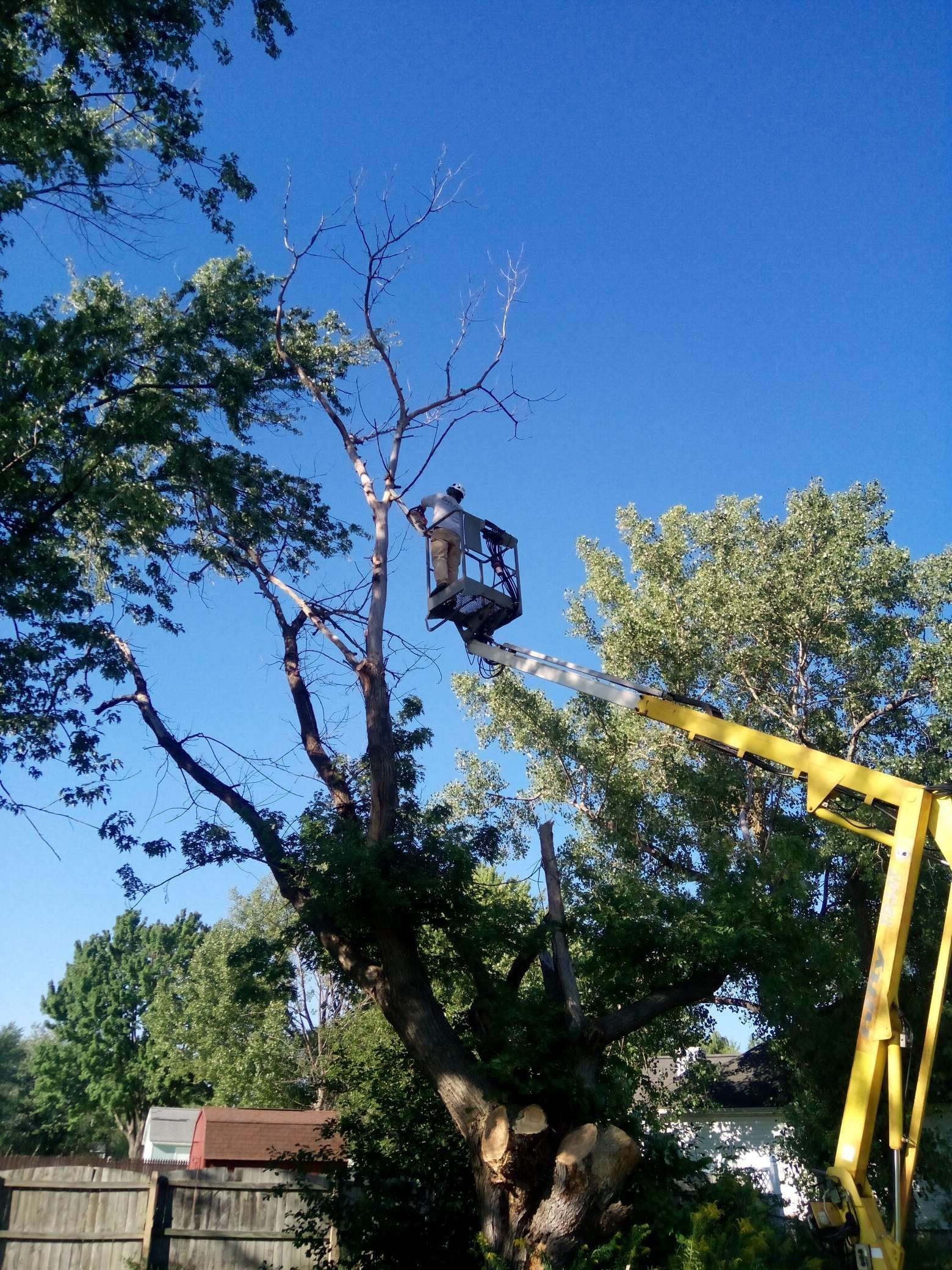 Man in lift trimming a tall tree against a blue sky.