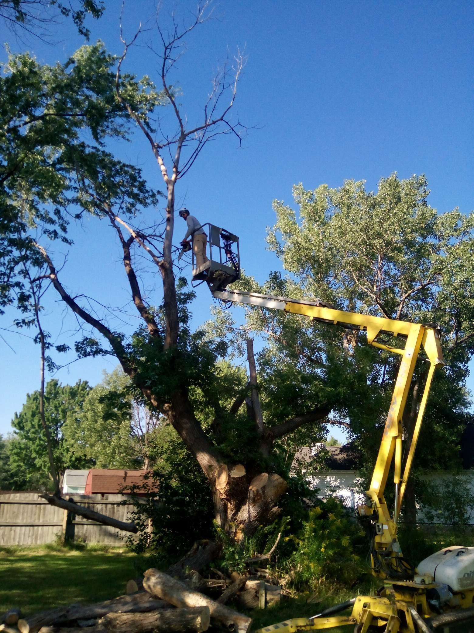 Man in a yellow lift trimming a large tree with cut logs at the base, sunny day.