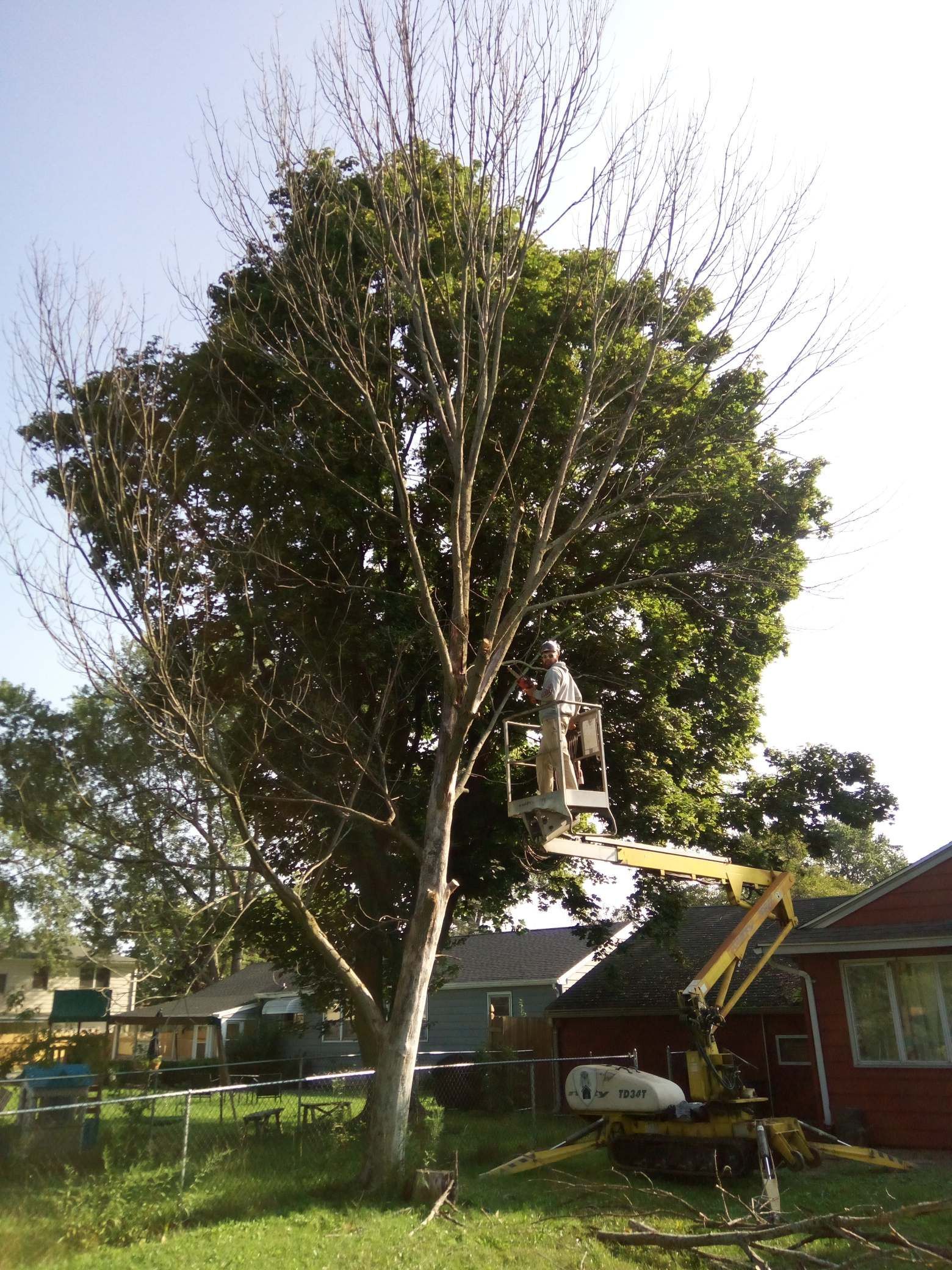 Tree being trimmed by a person in a lift, residential yard setting, sunny day.