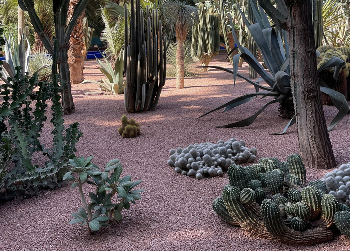 Desert garden with assorted cacti and succulents on reddish gravel, framed by trees and plants